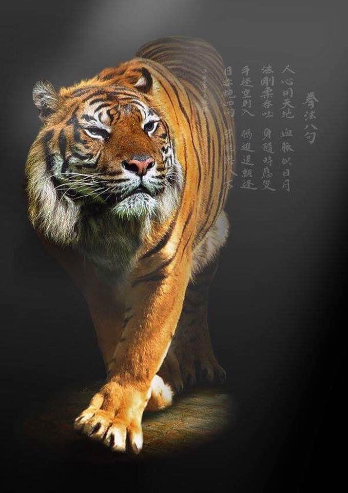 Year of the Tiger, February 1, 2022